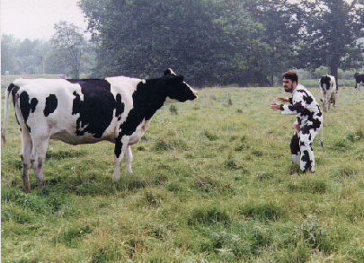 A fine picture of yours truly and a cow facing off.